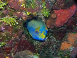  Diving in cozumel at palacar gardens about 60 ft. This q... by Debbie Allen 